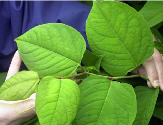 get rid of Japanese knotweed on your own