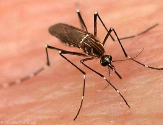What is dengue and how is it transmitted
