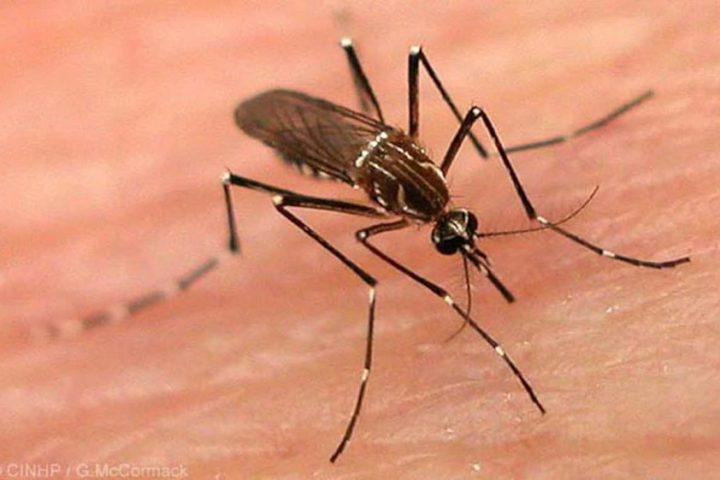What is dengue and how is it transmitted