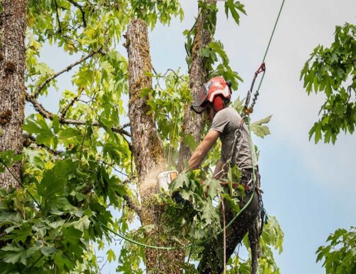 tree trimming Groveland MA