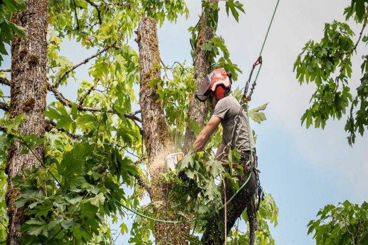 tree trimming Groveland MA