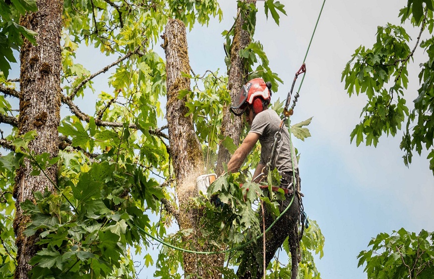 tree trimming Groveland MA